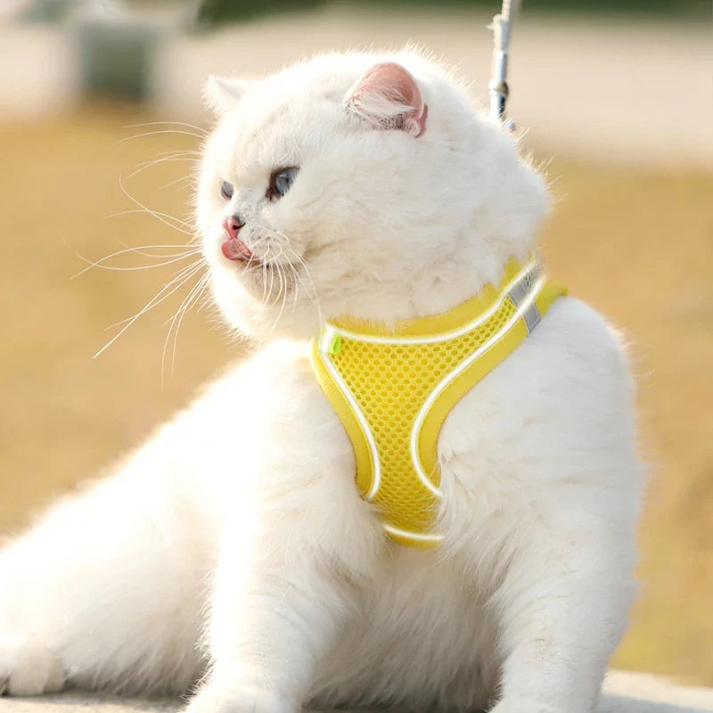 Cat Collars, Leashes, and Harnesses
