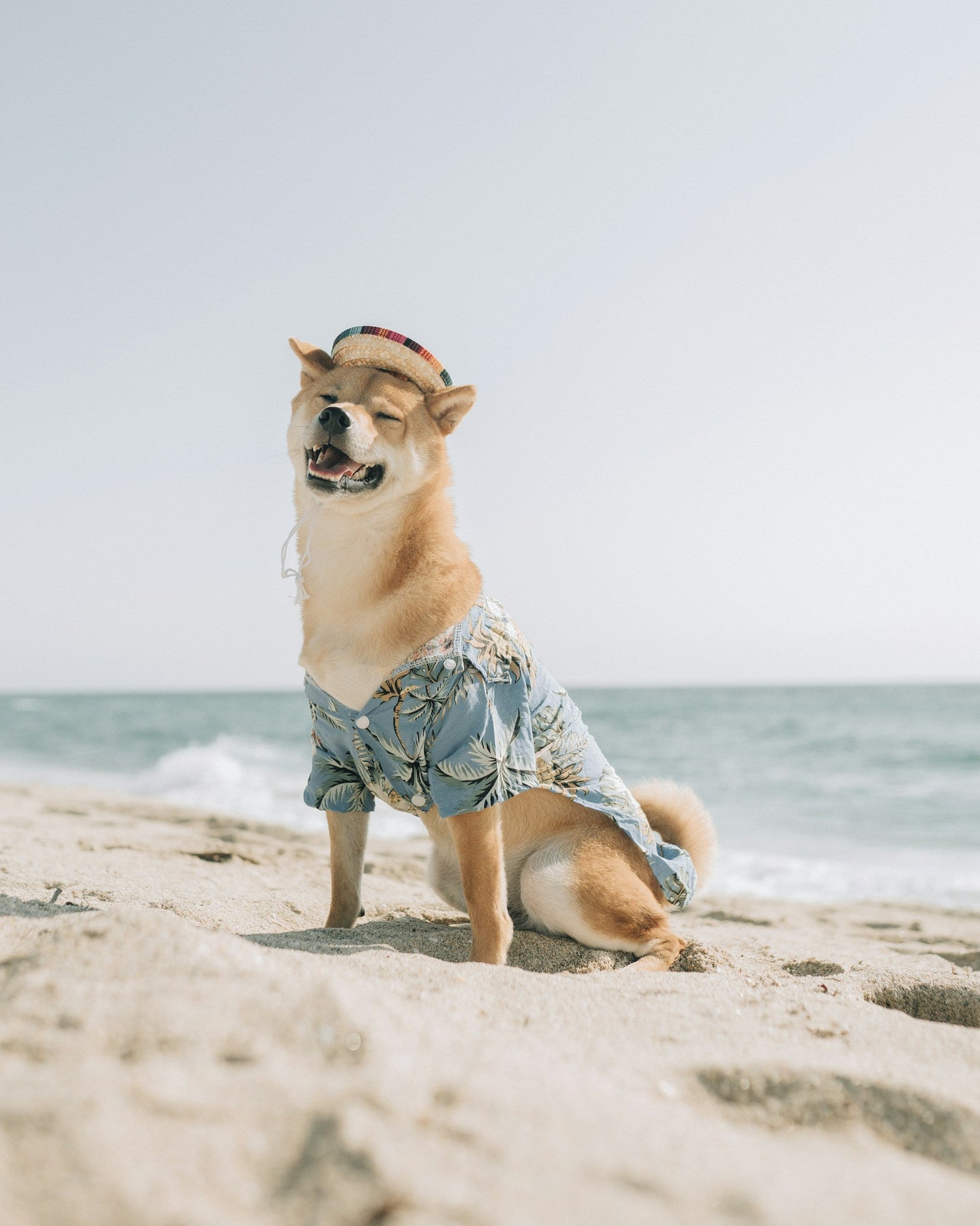Pet Clothes & Costumes