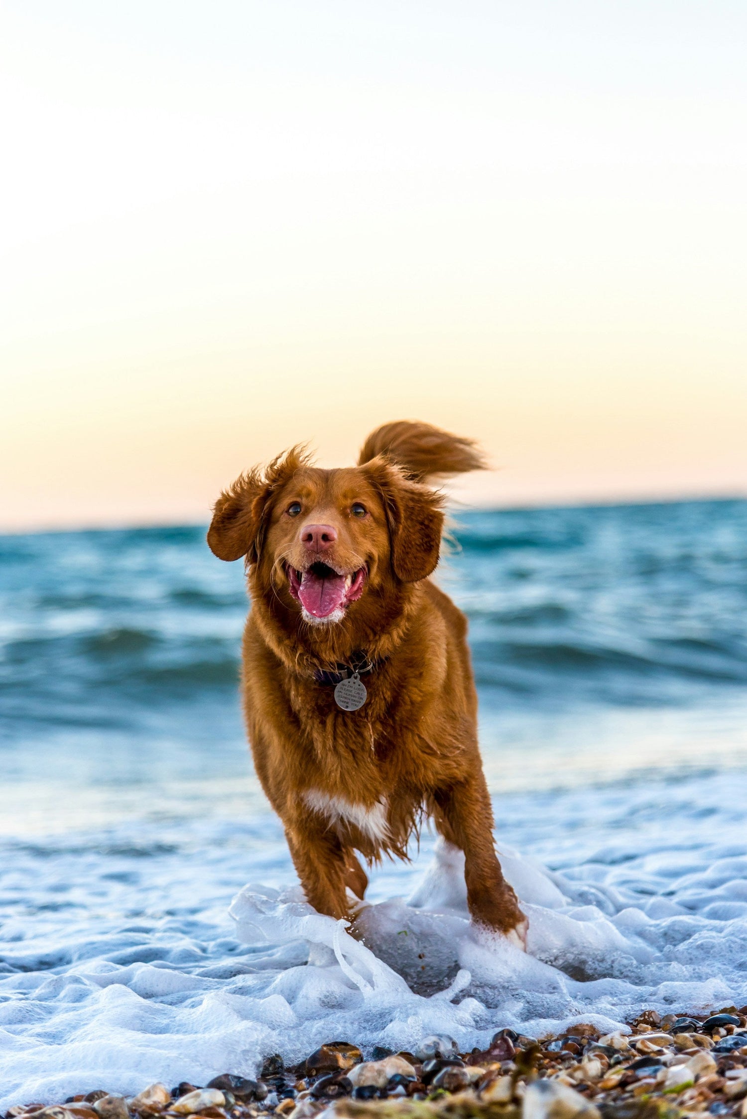 Dog Collars, Leashes, and Harnesses