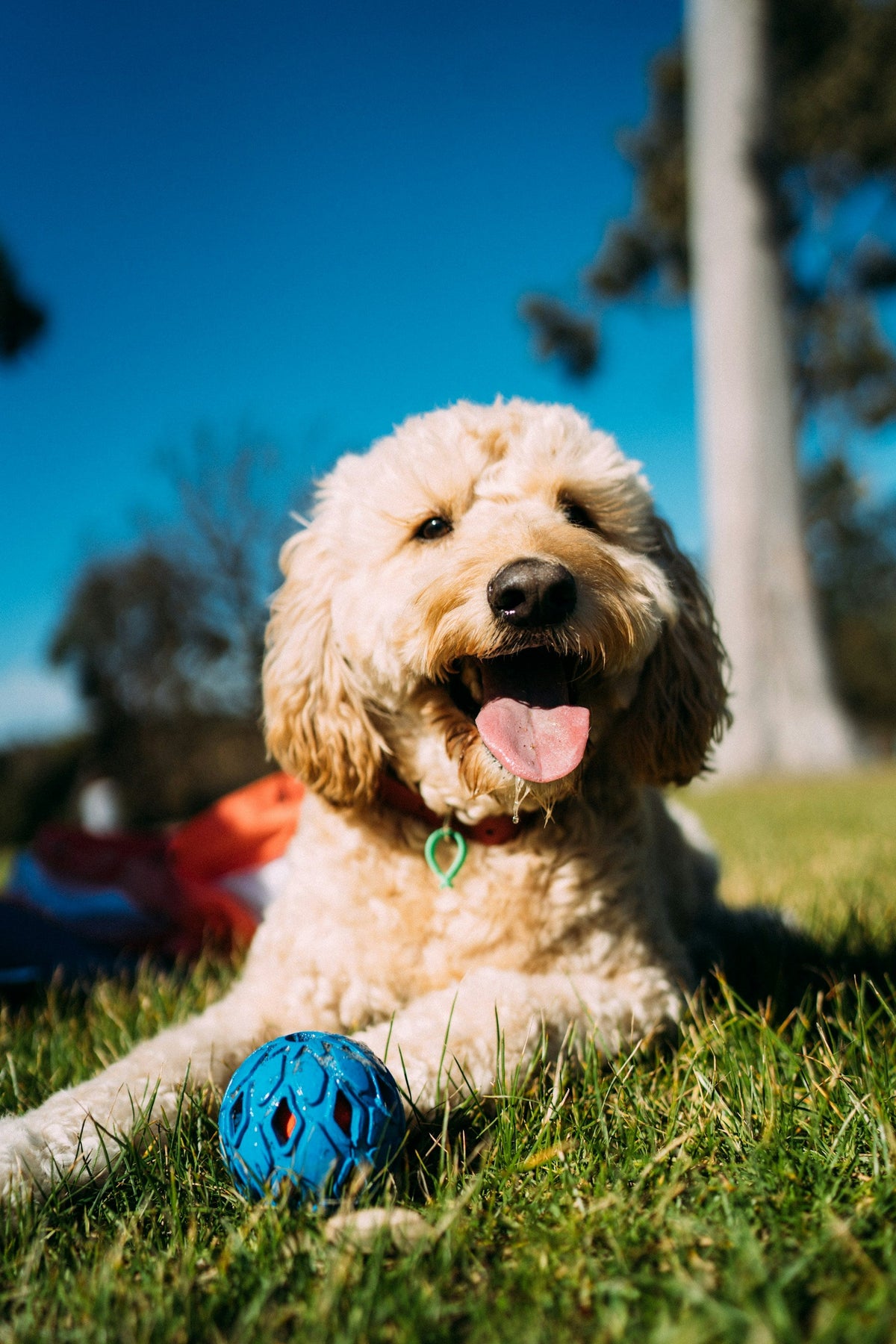 Dog & Cat Toys